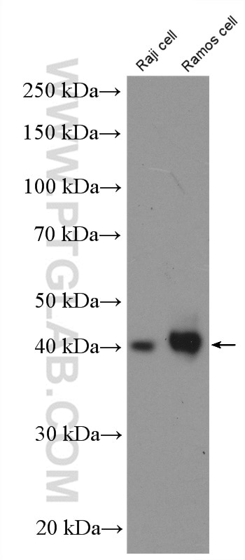 Western Blot (WB) analysis of Raji cells using CD48 Polyclonal antibody (27519-1-AP)
