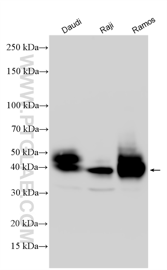 Various lysates were subjected to SDS PAGE followed by western blot with 27519-1-AP (CD48 antibody) at dilution of 1:4000 incubated at room temperature for 1.5 hours. Western Blot (WB) analysis of various lysates using CD48 Polyclonal antibody (27519-1-AP)