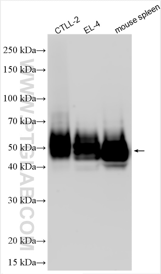 Western Blot (WB) analysis of various lysates using CD48 Polyclonal antibody (31774-1-AP)