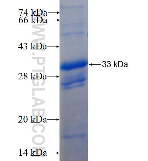 CD48 fusion protein Ag25756 SDS-PAGE