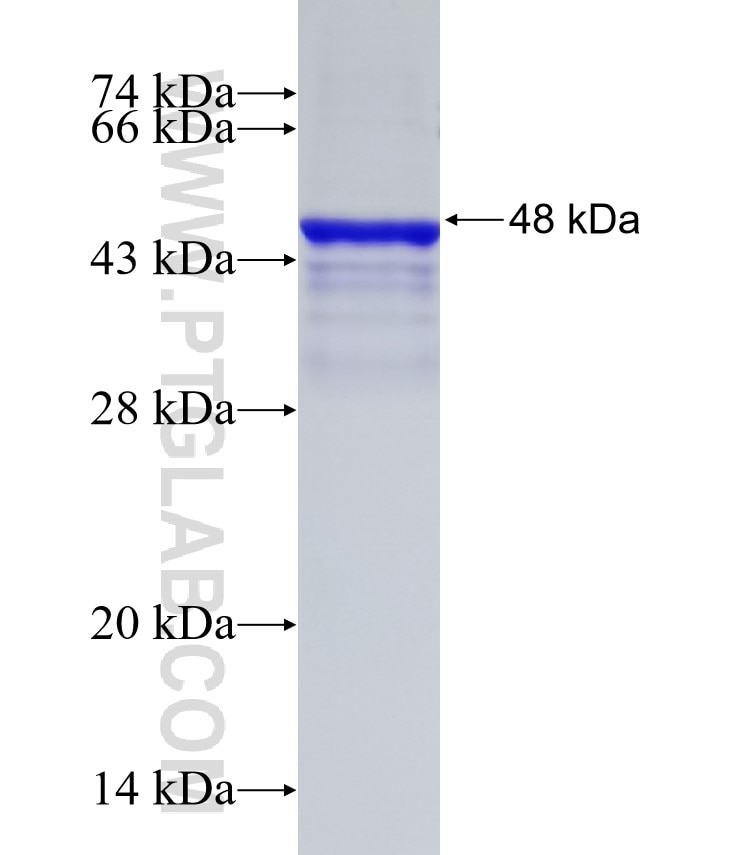 CD48 fusion protein Ag26536 SDS-PAGE