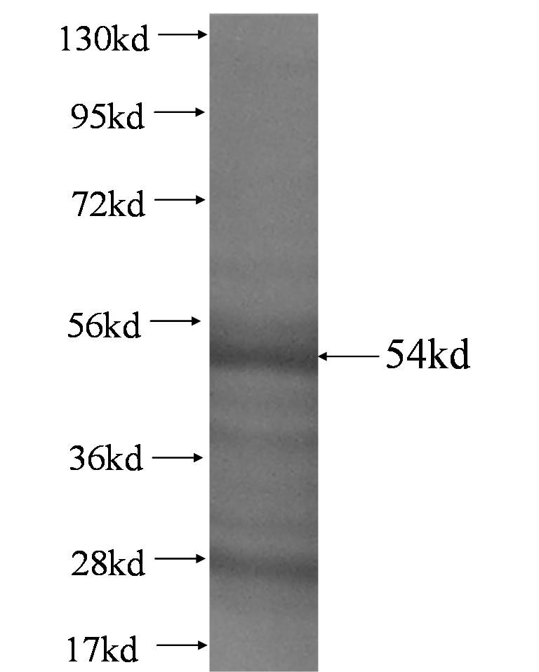 CD48 fusion protein Ag1737 SDS-PAGE
