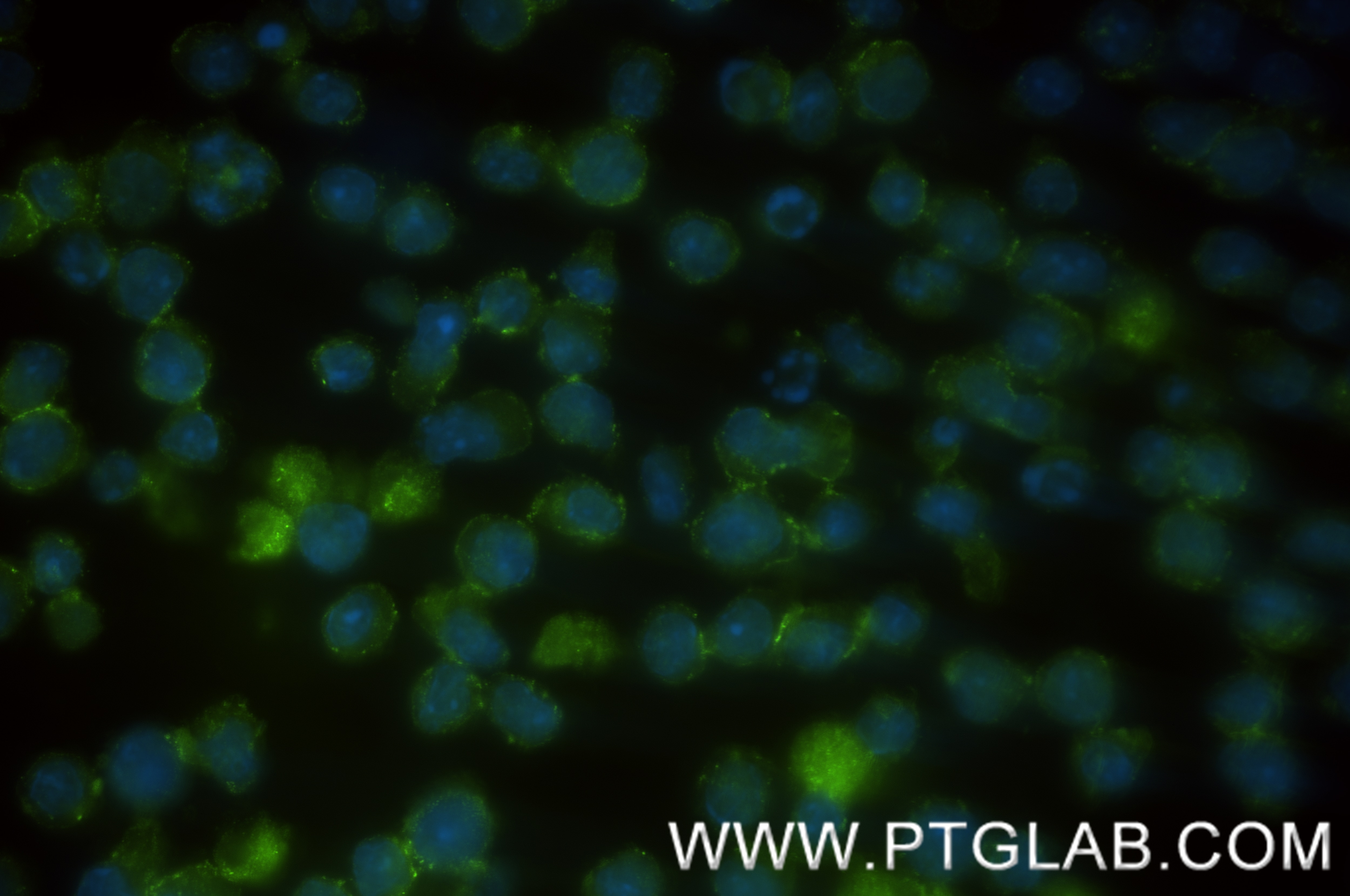 Immunofluorescence (IF) / fluorescent staining of EL-4-B5 cells using CD48 Recombinant antibody (83871-1-RR)