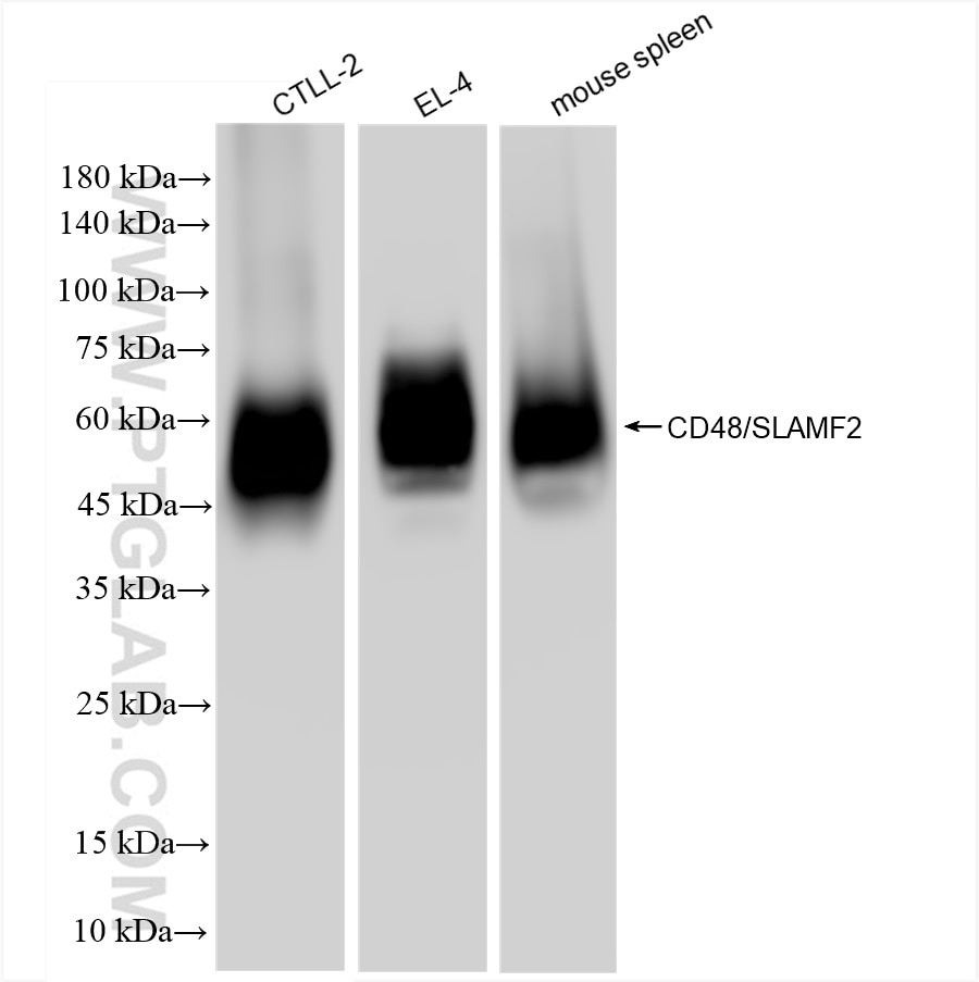 Western Blot (WB) analysis of various lysates using CD48 Recombinant antibody (83871-1-RR)