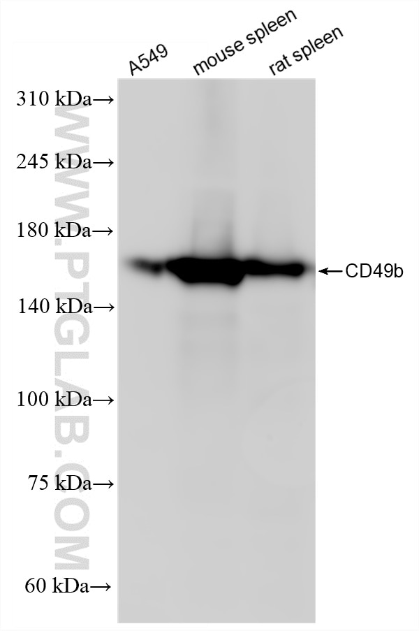 WB analysis using 87503-1-RR Western Blot (WB) analysis of various lysates using CD49b Recombinant monoclonal antibody (87503-1-RR)