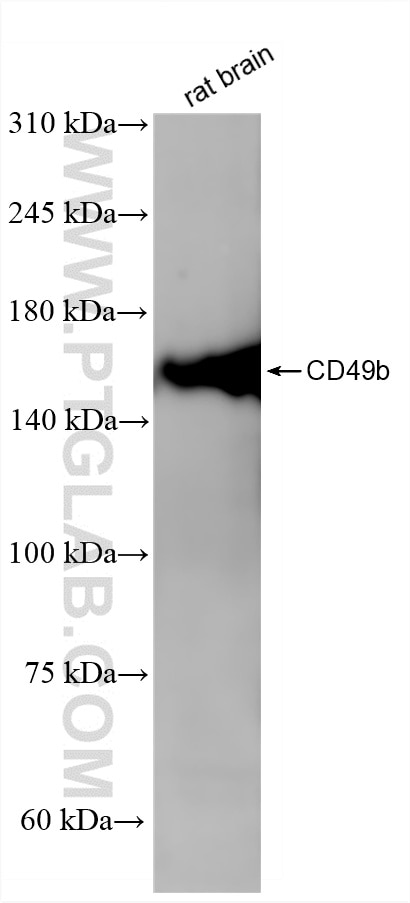 WB analysis of rat brain using 87503-1-RR Western Blot (WB) analysis of rat brain tissue using CD49b Recombinant monoclonal antibody (87503-1-RR)