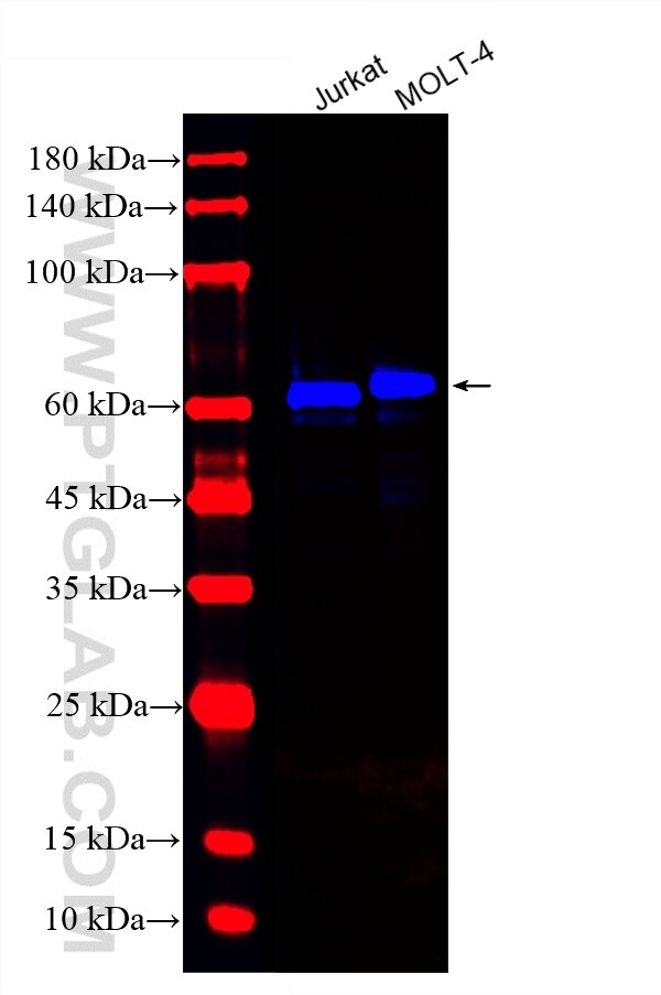 Various lysates were subjected to SDS PAGE followed by western blot with CL750-83543-7 (CD5 antibody) at dilution of 1:500 incubated at room temperature for 1.5 hours. Western Blot (WB) analysis of various lysates using CoraLite® Plus 750-conjugated CD5 Recombinant mono (CL750-83543-7)