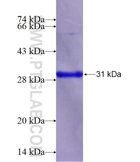 CD52 fusion protein Ag17788 SDS-PAGE