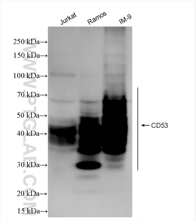 Western Blot (WB) analysis of various lysates using CD53 Recombinant antibody (84837-1-RR)