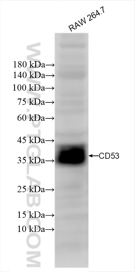 Western Blot (WB) analysis of RAW 264.7 cells using CD53 Recombinant antibody (85838-3-RR)