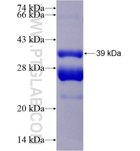 CD53 fusion protein Ag28227 SDS-PAGE