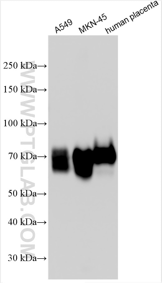 Western Blot (WB) analysis of various lysates using CD55 Polyclonal antibody (26580-1-AP)