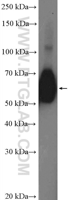 Western Blot (WB) analysis of A549 cells using CD55 Polyclonal antibody (26580-1-AP)