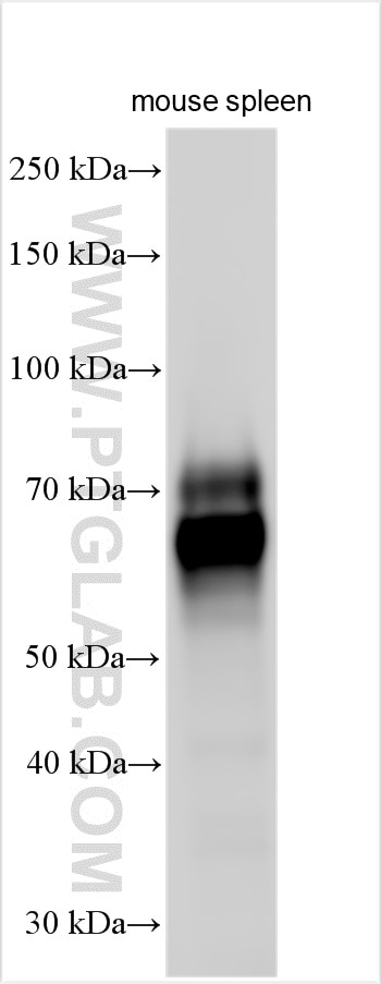 Western Blot (WB) analysis of various lysates using CD55 Polyclonal antibody (32061-1-AP)