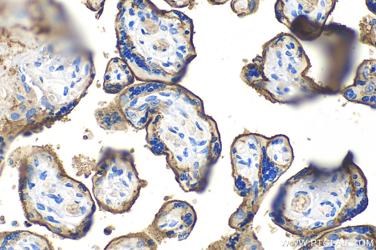 Immunohistochemistry (IHC) staining of human placenta tissue using CD55 Recombinant antibody (82781-6-RR)