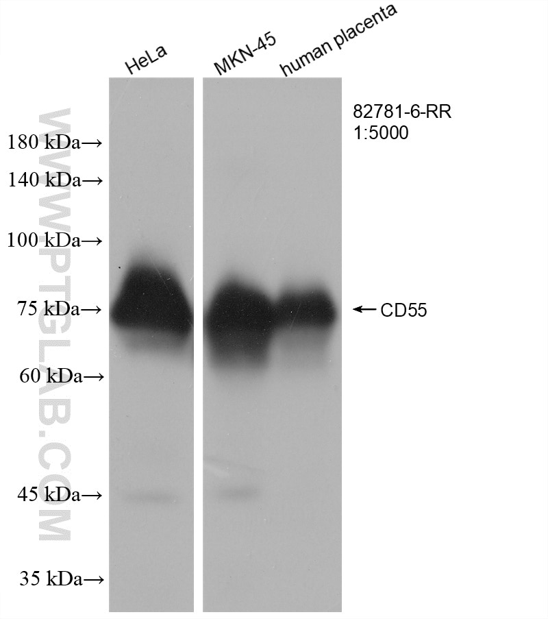 Western Blot (WB) analysis of various lysates using CD55 Recombinant antibody (82781-6-RR)