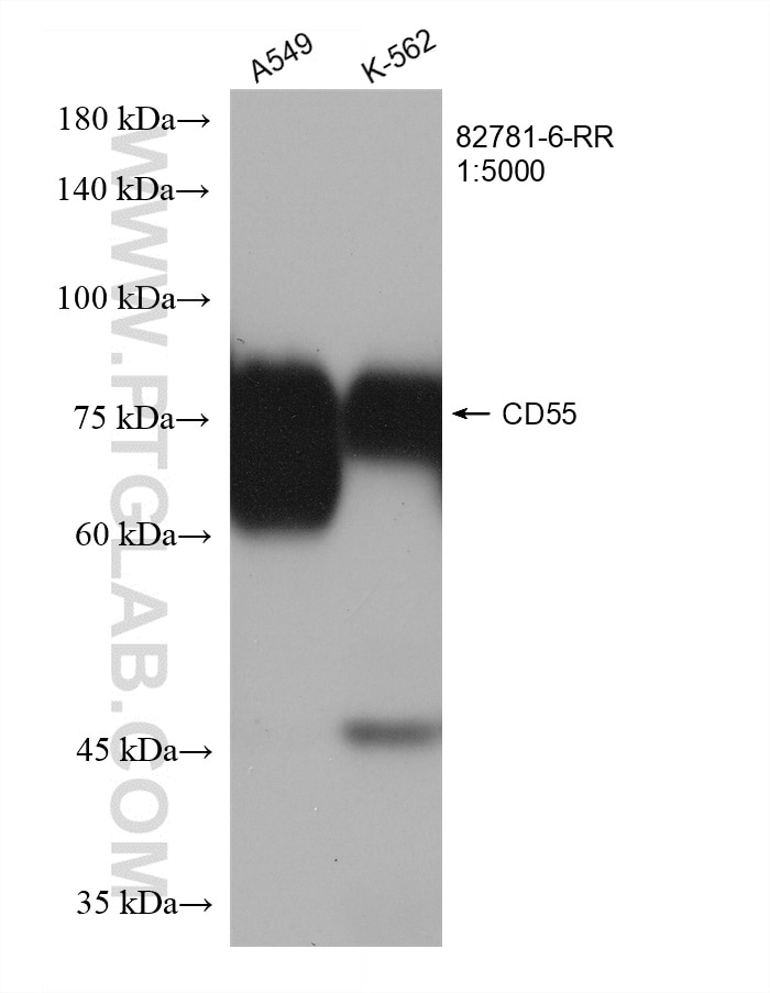 Western Blot (WB) analysis of various lysates using CD55 Recombinant antibody (82781-6-RR)