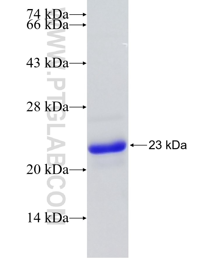 CD55 fusion protein Ag25021 SDS-PAGE