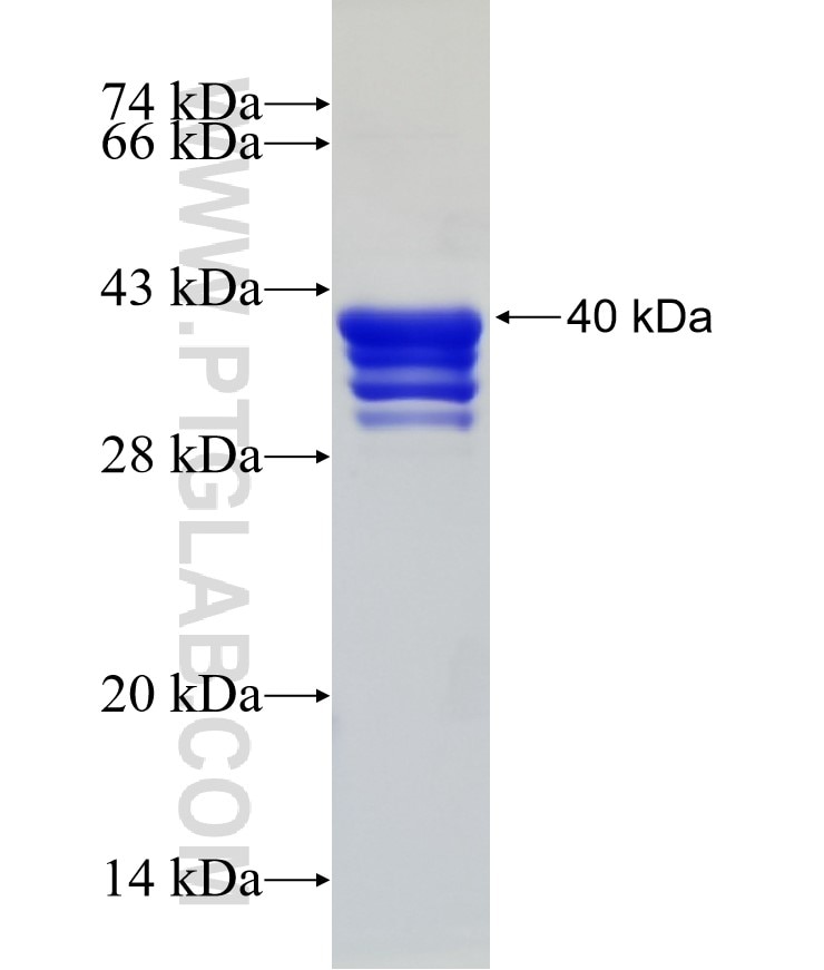 CD55 fusion protein Ag25026 SDS-PAGE