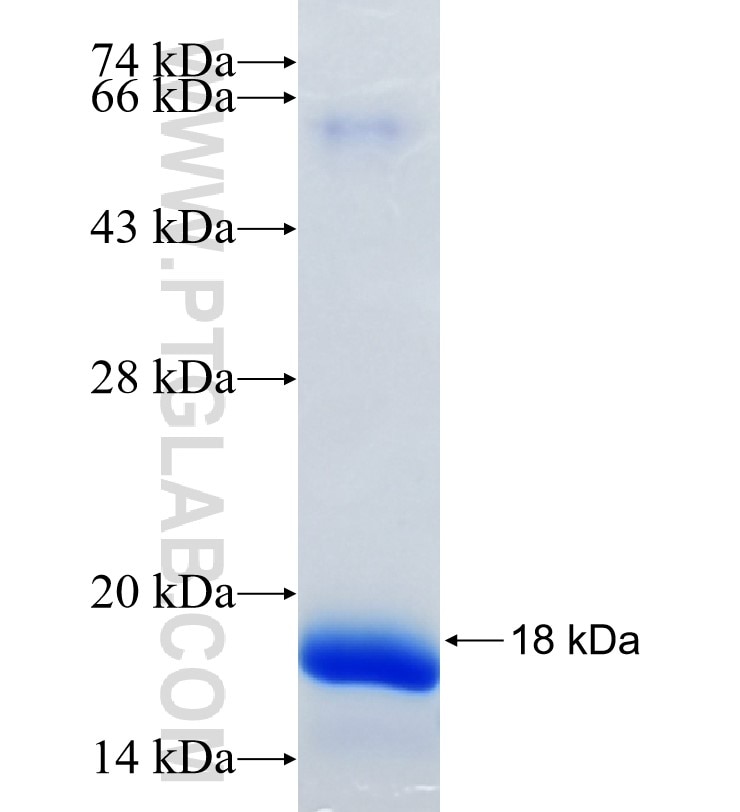 CD55 fusion protein Ag35367 SDS-PAGE