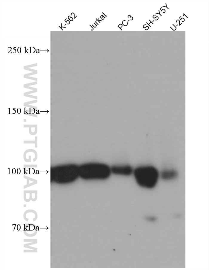 Western Blot (WB) analysis of various lysates using CD57 Monoclonal antibody (66711-1-Ig)