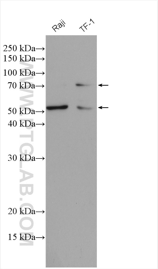 Western Blot (WB) analysis of various lysates using CD58 Polyclonal antibody (10878-1-AP)