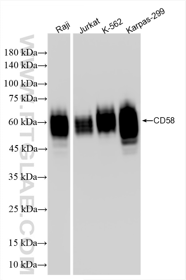 Western Blot (WB) analysis of various lysates using CD58 Recombinant antibody (85950-1-RR)