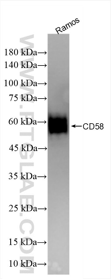 CD58