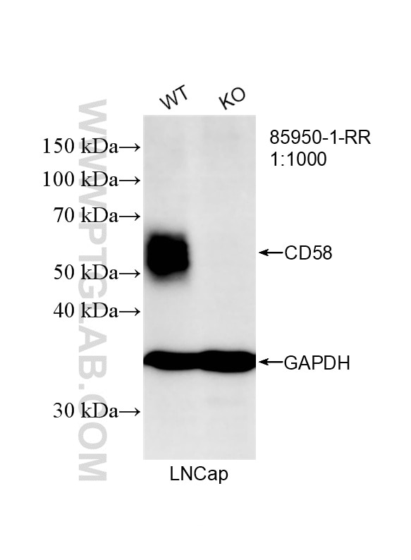 Western Blot (WB) analysis of LNCaP cells using CD58 Recombinant monoclonal antibody (85950-1-RR)