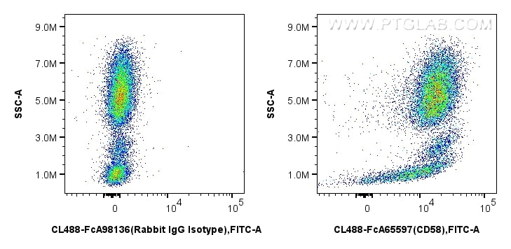 1x10^6 human peripheral blood leukocytes were surface stained with 5 ul CoraLite® Plus 488 Anti-Human CD58 (TS2/9) Rabbit IgG RecAb (CL488-FcA65597, Clone: TS2/9) or FcZero-rAb™ CoraLite® Plus 488 Rabbit IgG Isotype Control Recombinant Antibody (CL488-FcA98136, Clone: 240953C9). Cells were not fixed. Flow cytometry (FC) experiment of human peripheral blood leukocytes using FcZero-rAb™ CoraLite® Plus 488 Anti-Human CD58 (TS (CL488-FcA65597)