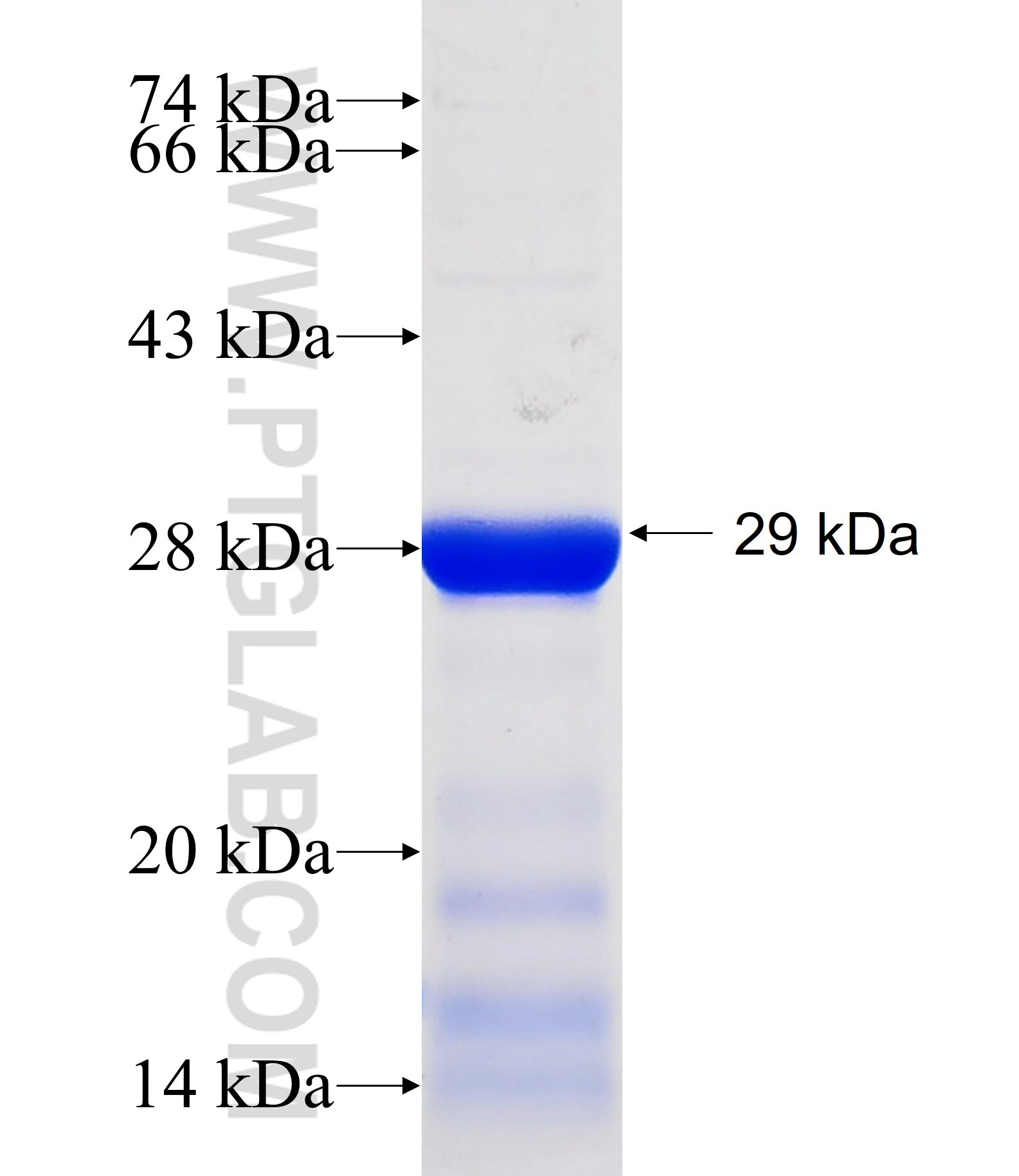 CD58 fusion protein Ag27662 SDS-PAGE