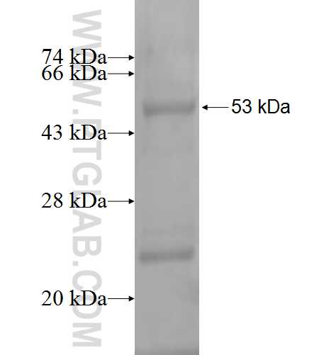 CD58 fusion protein Ag1165 SDS-PAGE