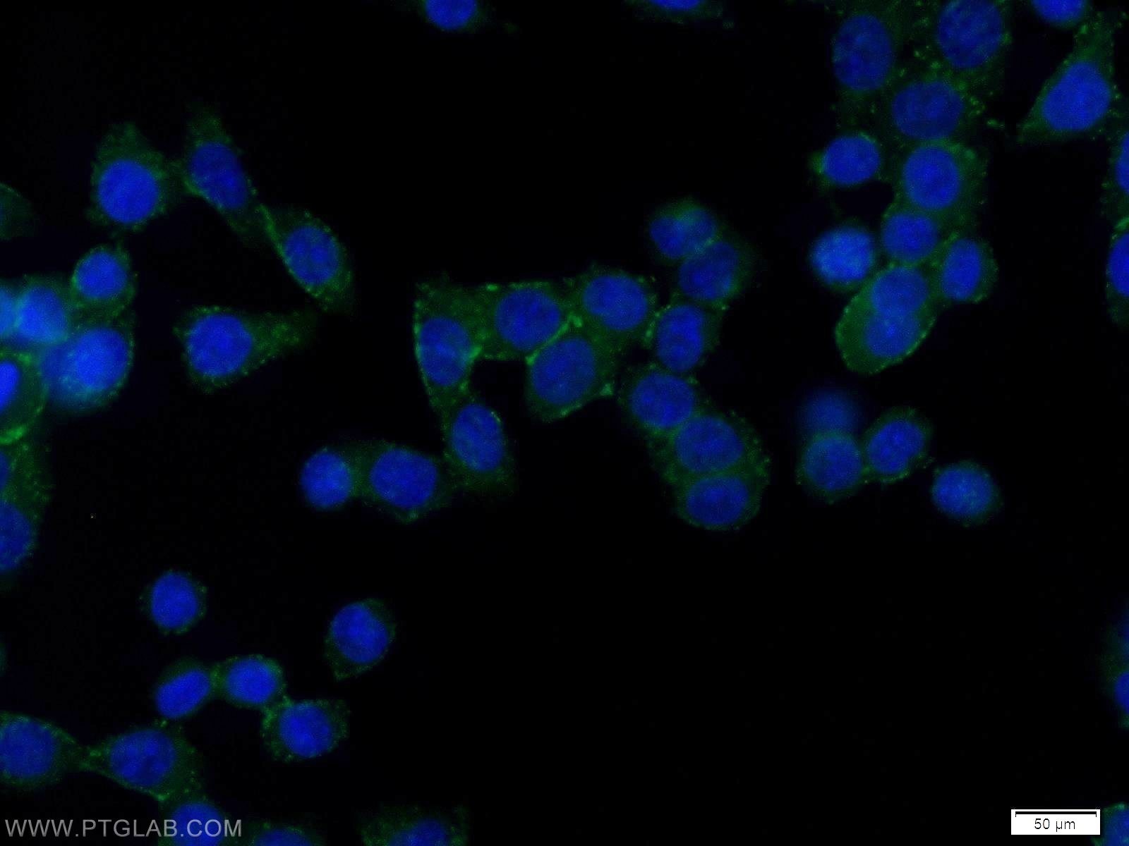 Immunofluorescence (IF) / fluorescent staining of BxPC-3 cells using CD59 Polyclonal antibody (10742-1-AP)