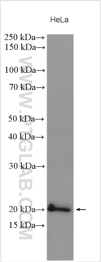 WB analysis using 10742-1-AP