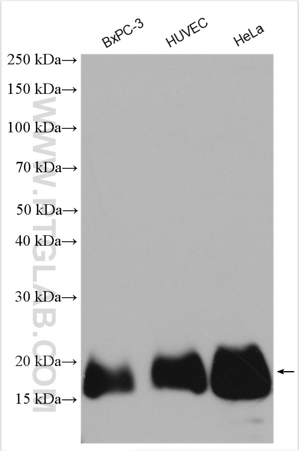 Western Blot (WB) analysis of various lysates using CD59 Polyclonal antibody (10742-1-AP)