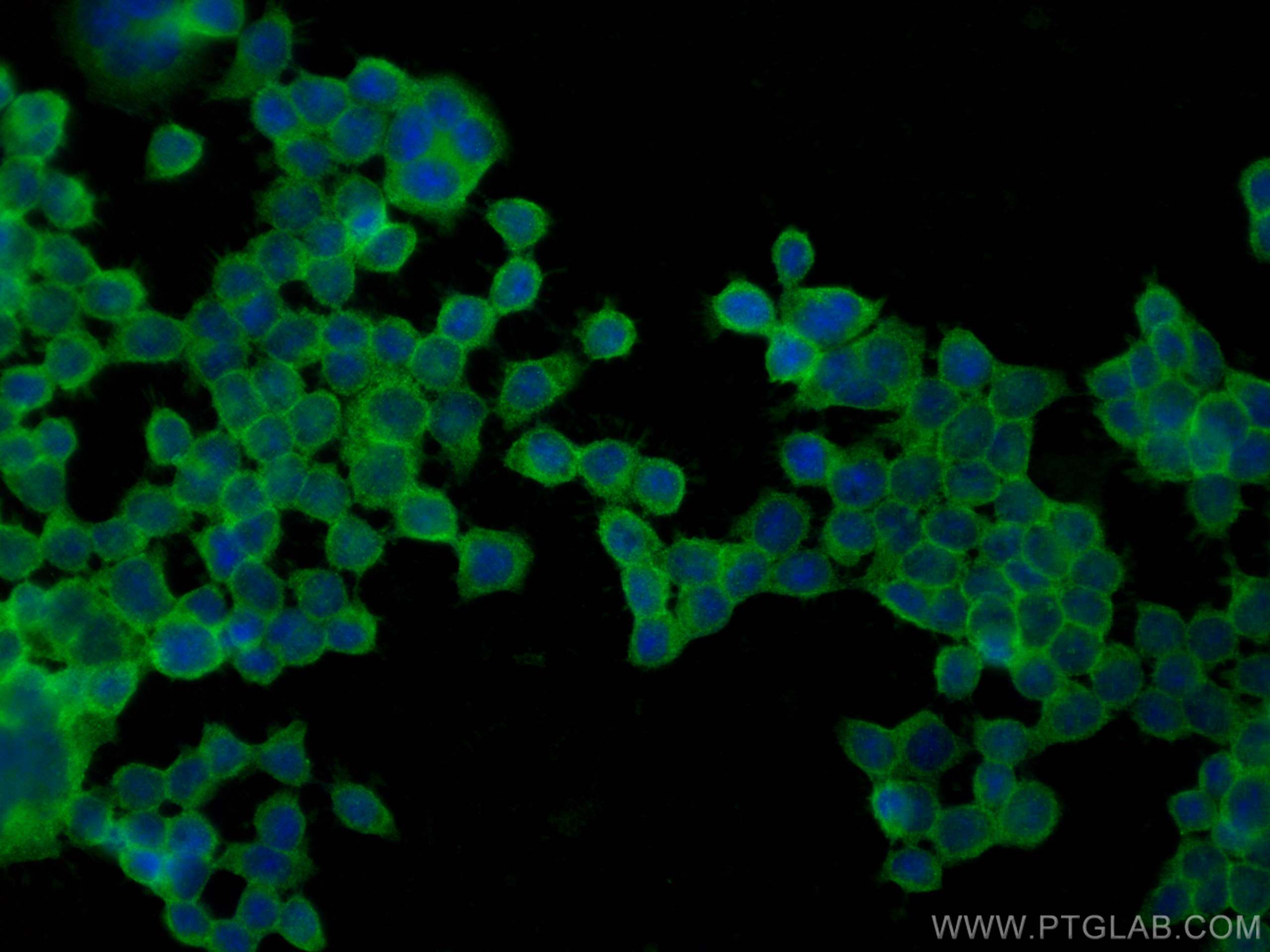 Immunofluorescence (IF) / fluorescent staining of BxPC-3 cells using CD59 Polyclonal antibody (30223-1-AP)