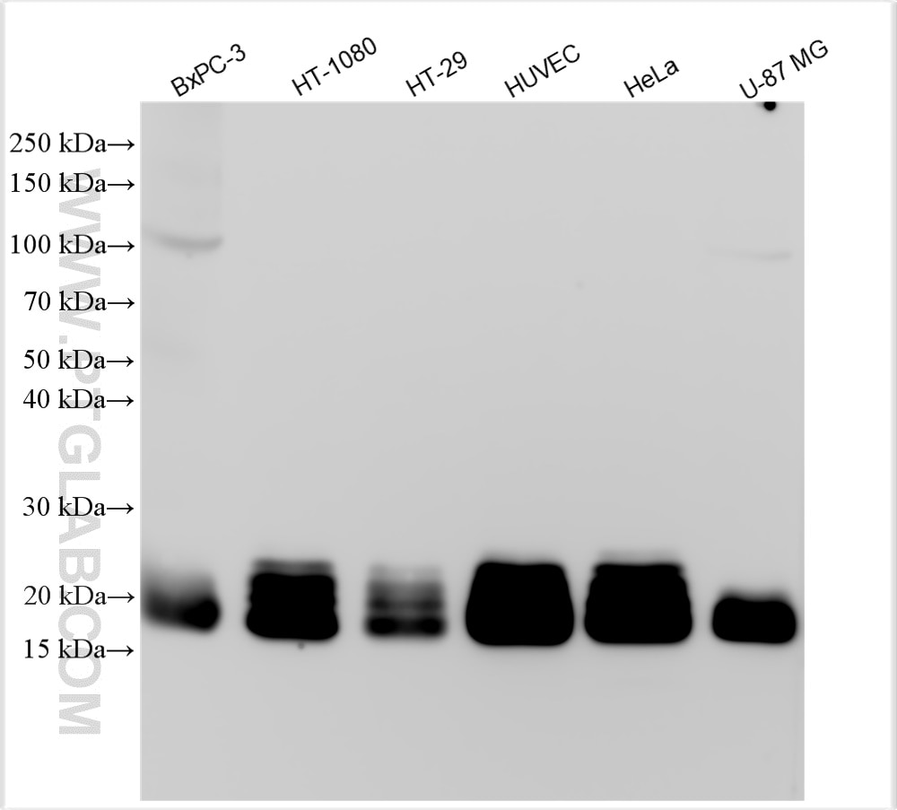 Western Blot (WB) analysis of various lysates using CD59 Polyclonal antibody (30223-1-AP)