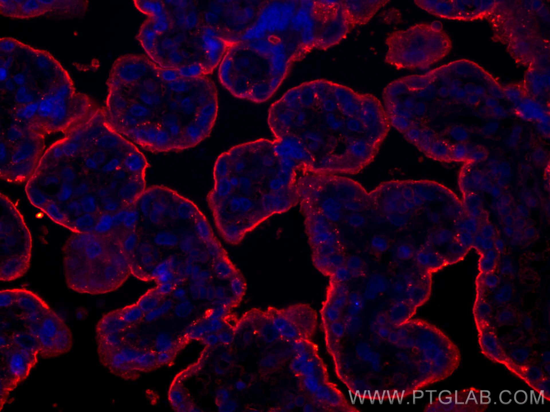 Immunofluorescence (IF) / fluorescent staining of human placenta tissue using CD59 Monoclonal antibody (68222-1-Ig)