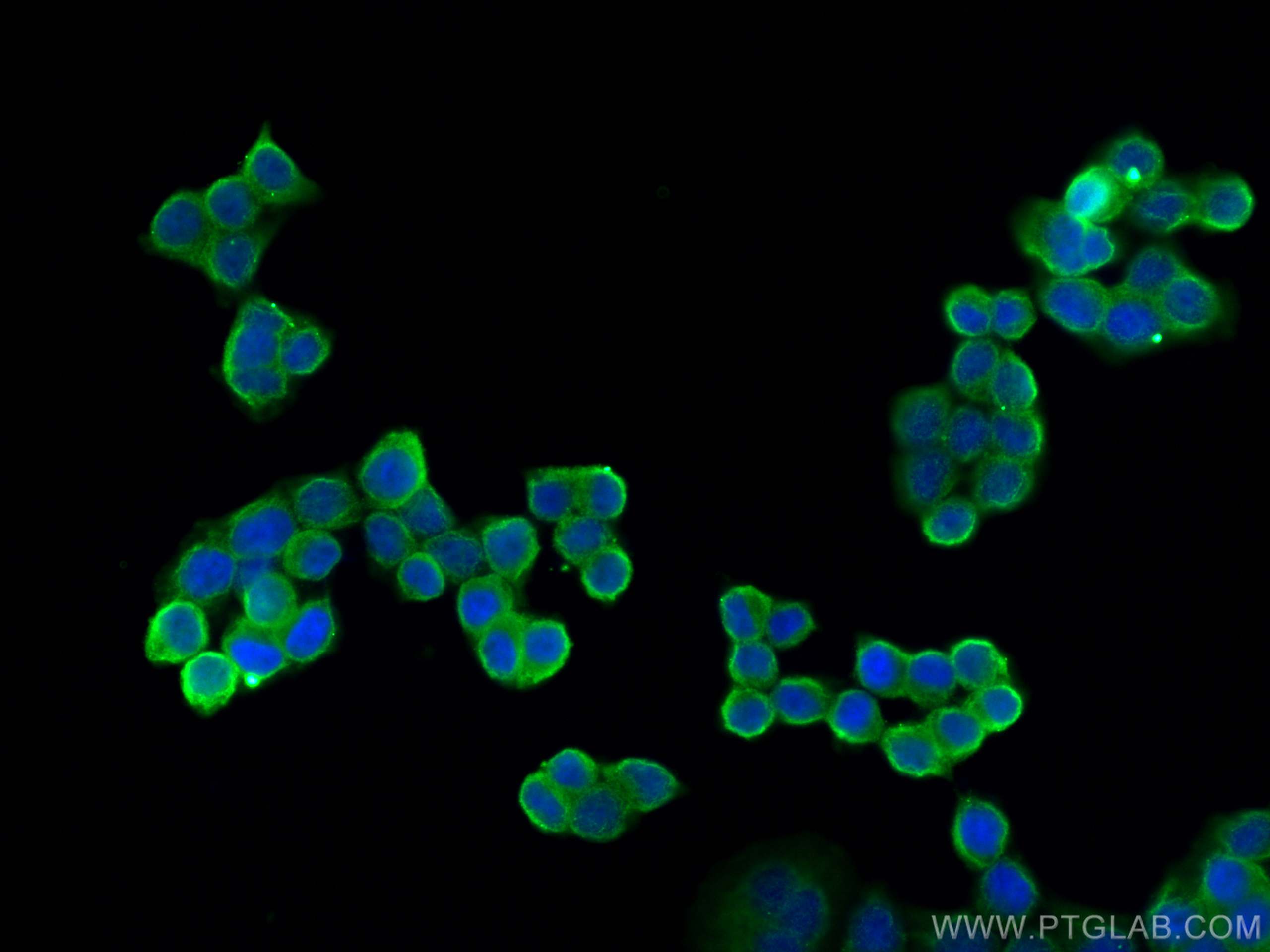 Immunofluorescence (IF) / fluorescent staining of BxPC-3 cells using CD59 Monoclonal antibody (68222-1-Ig)
