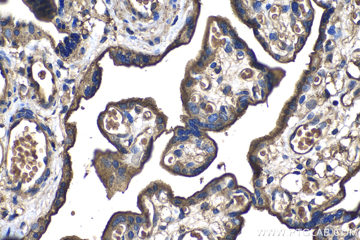 Immunohistochemistry (IHC) staining of human placenta tissue using CD59 Monoclonal antibody (68222-1-Ig)