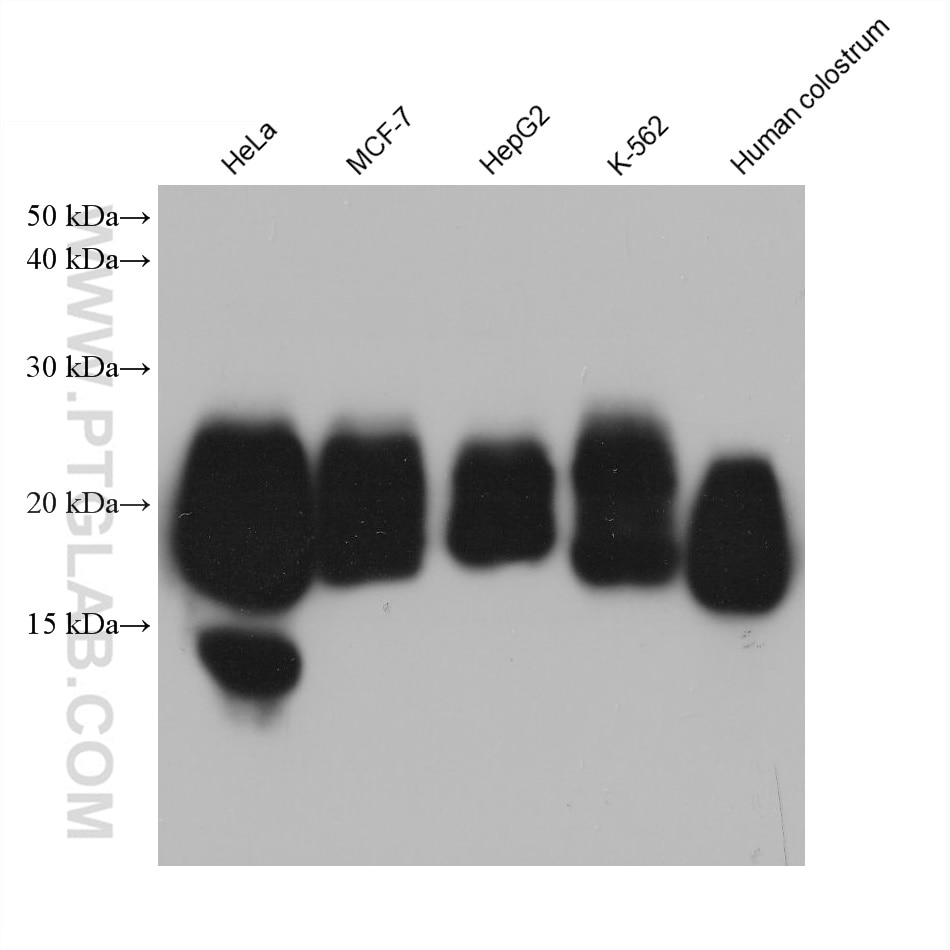 Western Blot (WB) analysis of various lysates using CD59 Monoclonal antibody (68222-1-Ig)