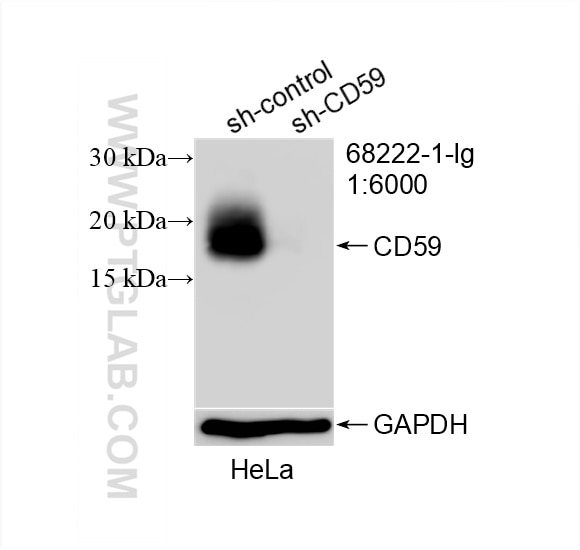 Western Blot (WB) analysis of HeLa cells using CD59 Monoclonal antibody (68222-1-Ig)
