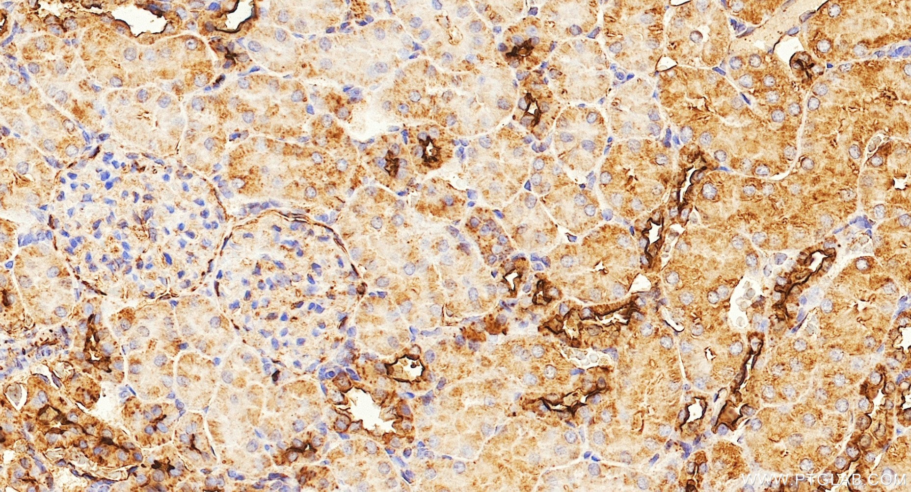 IHC staining of rat kidney using 87072-1-RR Immunohistochemistry (IHC) staining of rat kidney tissue using CD59 Recombinant monoclonal antibody (87072-1-RR)