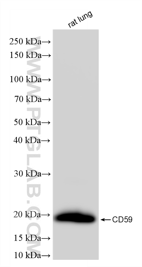 Western Blot (WB) analysis of rat lung tissue using CD59 Recombinant monoclonal antibody (87072-1-RR)