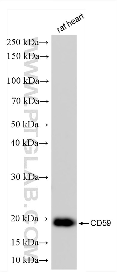 Western Blot (WB) analysis of rat heart tissue using CD59 Recombinant monoclonal antibody (87072-1-RR)