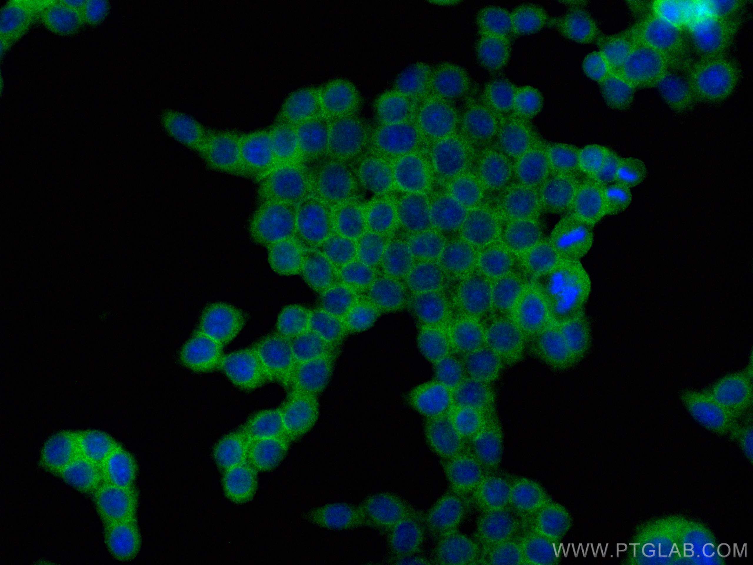 Immunofluorescence (IF) / fluorescent staining of BxPC-3 cells using CoraLite® Plus 488-conjugated CD59 Monoclonal anti (CL488-68222)
