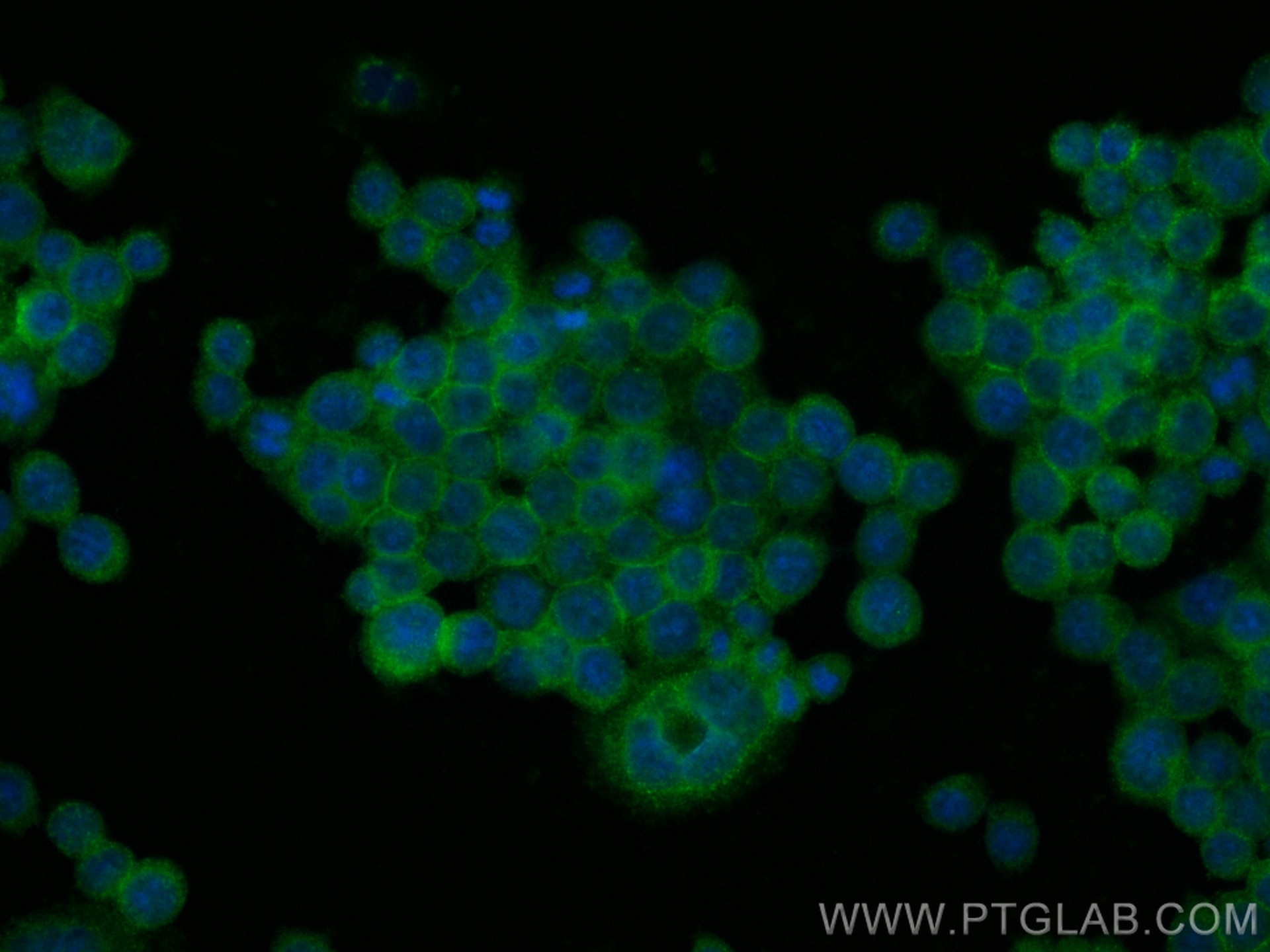 Immunofluorescence (IF) / fluorescent staining of BxPC-3 cells using CoraLite® Plus 488-conjugated CD59 Monoclonal anti (CL488-68222)