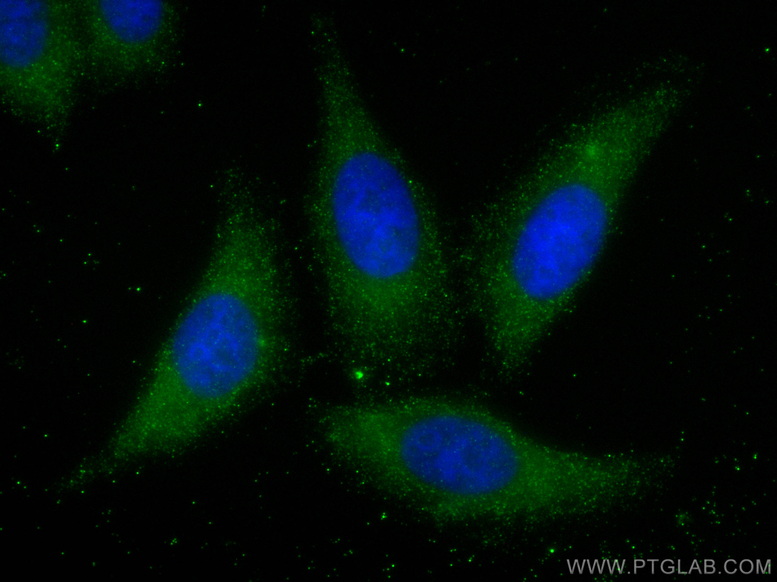 Immunofluorescence (IF) / fluorescent staining of HepG2 cells using CD5L Polyclonal antibody (17224-1-AP)