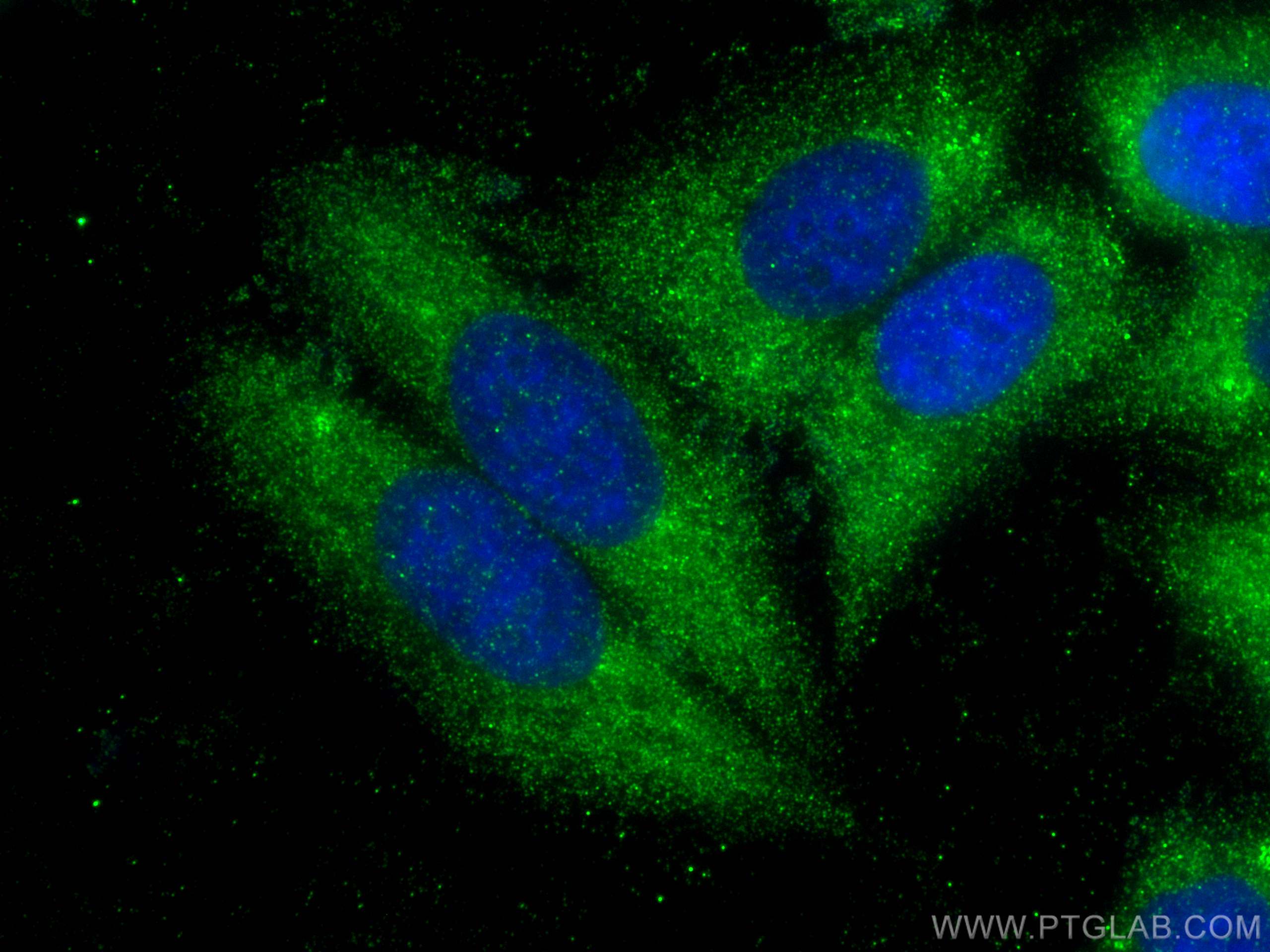 Immunofluorescence (IF) / fluorescent staining of HepG2 cells using CD5L Polyclonal antibody (17224-1-AP)