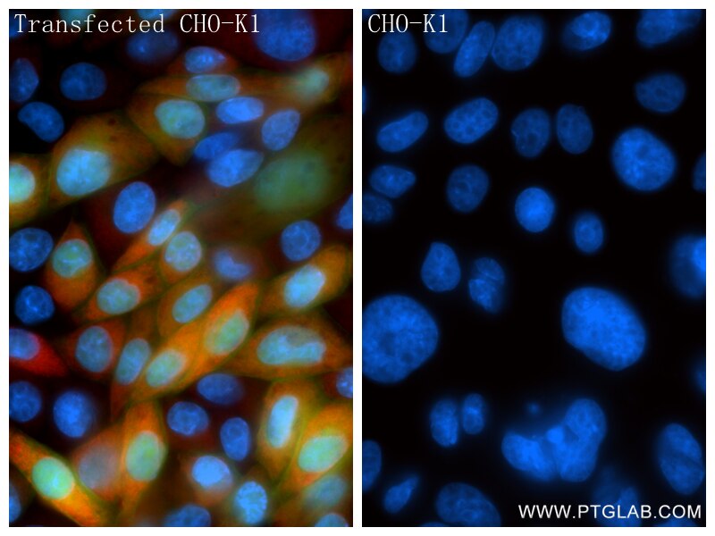 Immunofluorescence (IF) / fluorescent staining of Transfected CHO-K1 using CD5L Recombinant monoclonal antibody (86638-1-RR)